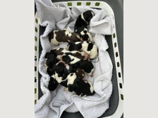 Trademe boxer fashion puppies