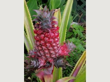 Pineapple Plants | Browse Listings | Trade Me Marketplace