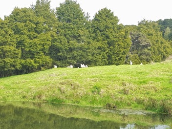 Huge Price Reduction 37ha