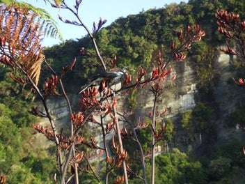 Section in Little Wanganui Subdivision, Karamea