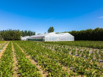 Established hydroponic business on 2.9ha