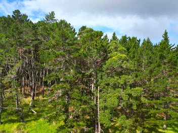 Lifestyle and Forestry, Prime Pine Block