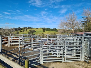 The Choice Is Yours 23HA or 38HA