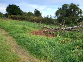 Section in Hector
