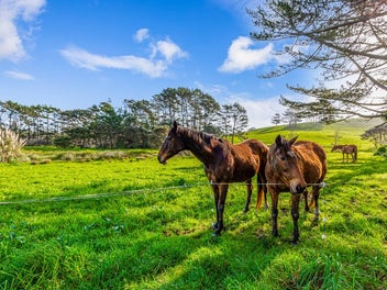 Your equestrian/lifestyle masterpiece begins here