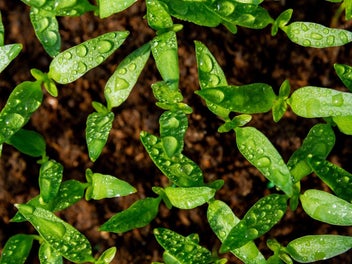 Proven horticulture on lifestyle property