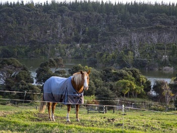 A Horse Lover's Dream:
