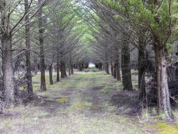 More trees than you can hug!