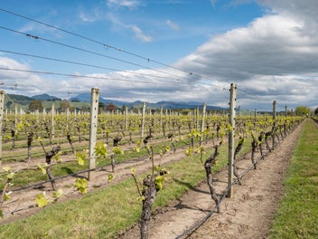 Exceptional Vineyard and Lifestyle