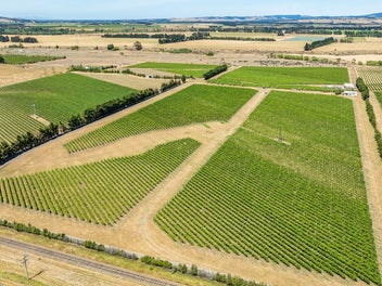 Producing Vineyard with Potential