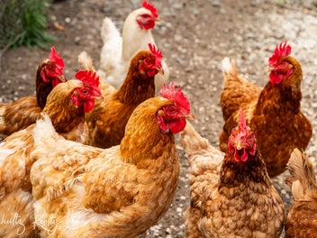 10 Minutes to Kaiwaka & Maungaturoto!