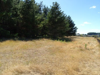 Waitarere Beach - amazing size section