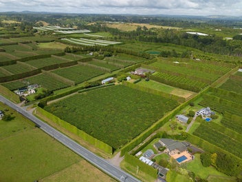 Your Entry into the Organic Kiwifruit Industry