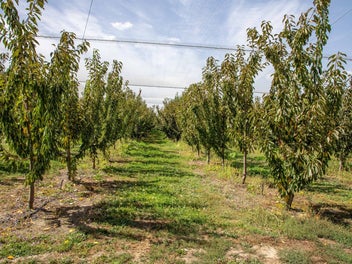 Rippongood Cherries - A Proven Performer