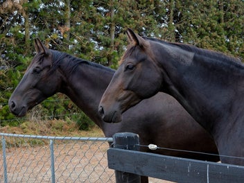 Equestrian Paradise