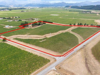 Sauvignon Blanc Vineyard and Lifestyle