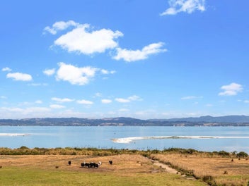 Spoonbills, Terns, Herons, Godwits and Dotterels