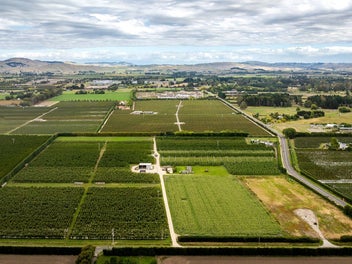 Orchard income and opportunity
