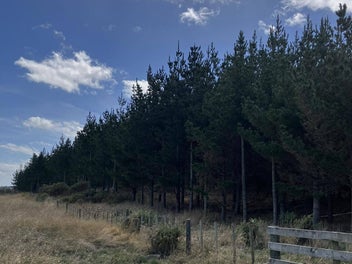 Pine paradise awaits