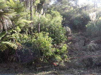 Bush section in Titirangi