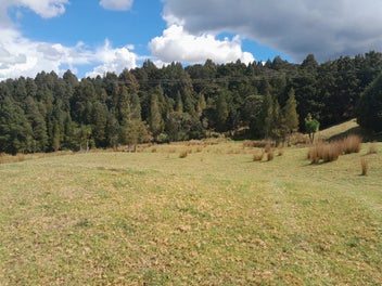 Native Bush, Grass, Privacy, Land