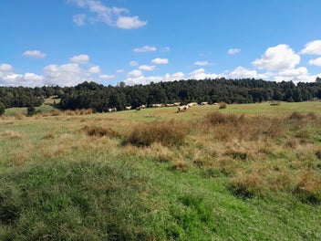 Waimate North Bareland