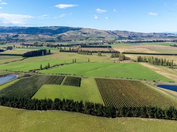 Panoramic views - productive vines