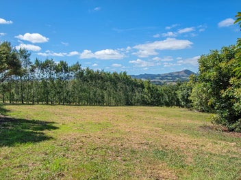 Prime Avocado Orchard in a Top Location