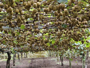 Te Puke kiwifruit lifestyle