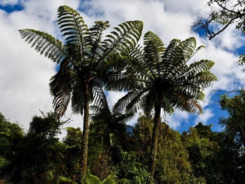 Untamed Natural Beauty