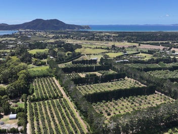 Dream Lifestyle Avocado Orchard