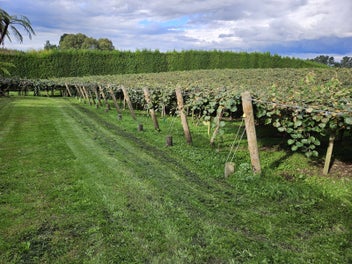 Entry level kiwifruit Te Puke