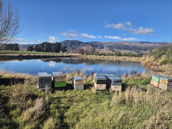 Fully Established Cherry Orchard