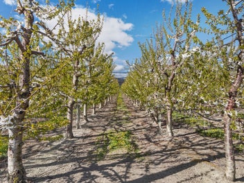 Established Cherry Orchard