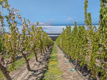 Central Otago Lifestyle & Investment...
