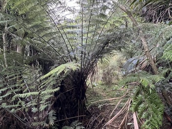 True Coromandel Bush Section