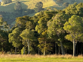 Totara, Tararuas, and the Quiet Between