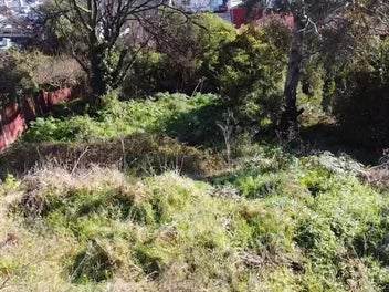 North Facing Section in Port Chalmers