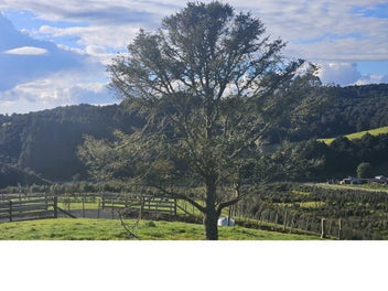 Waipu - 1 Acre - 270deg Bush/Rural outlook