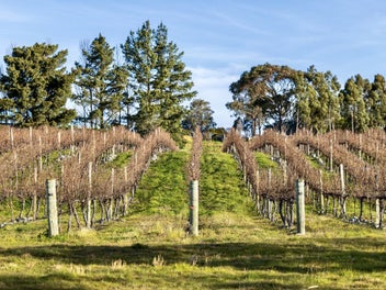 Remove the vines and create your new lifestyle