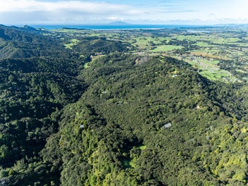 A Life Immersed In native Forest - Marunui