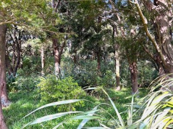A HIDDEN GEM WITH NATIVE BUSH