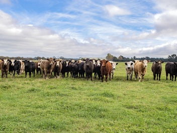 Bare Land on Bennetts
