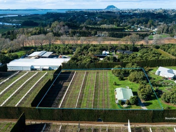 Te Puna Lifestyle Opportunity + Gold Kiwifruit