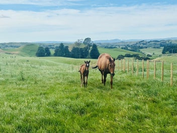 Live the View - Close to Taradale