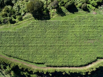 Room for Family, Animals & Ambition