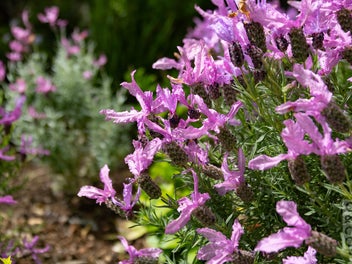 Comfy, Modern & Stylish - Move in for Xmas