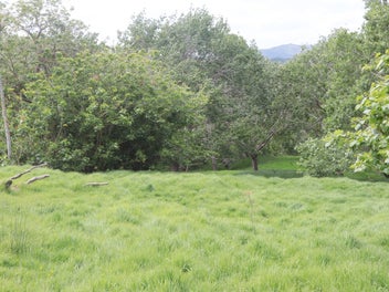 Your own private forest