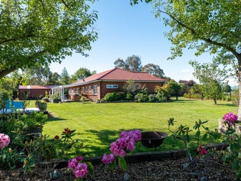 Waratah, Greytown’s Christmas Cracker