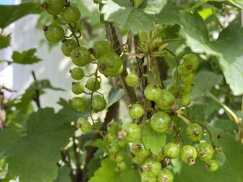 PREPARE FOR THE HARVEST...